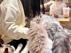 -米乐乖乖猫咪咖啡馆·猫咖(深圳湾后海汇店)