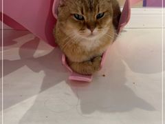 -三花喵·撸猫购宠·宠物生活馆(虹桥南丰城店)