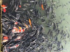 -深业半汤御泉庄温泉