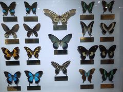 -上海昆虫博物馆