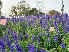 -深圳湾公园(南山区)