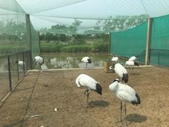 -盐城丹顶鹤湿地生态旅游区