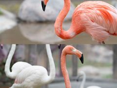 -灵玲国际马戏城