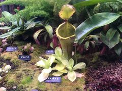 -中国科学院西双版纳热带植物园
