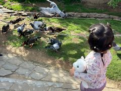 -西霞口神雕山野生动物世界