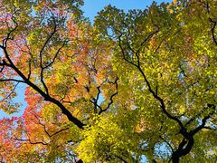 -上海市嘉定区中医医院