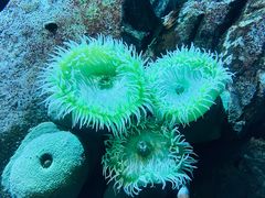 -瑞普利水族馆