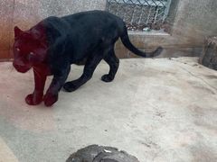 -西安秦岭野生动物园