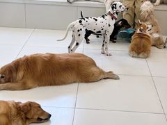 -汪说·狗咖·拼豆·宠物周边DIY(旺城大厦店)