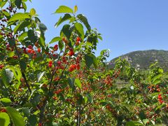 -双合园·海鲜水饺青岛菜(九水东路店)