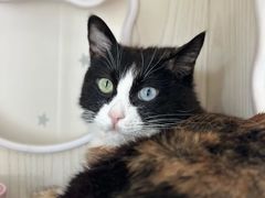 -纳吉亚猫专科动物医院博雅分院