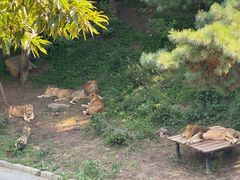 -大连森林动物园