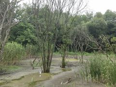 -西湖风景区-江洋畈生态公园