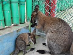 -西霞口神雕山野生动物世界