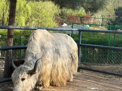 -长白岛森林公园