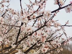 -永定河休闲森林公园