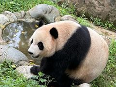 -都江堰中华大熊猫苑