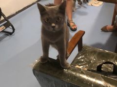 -猫色咖啡·猫咖