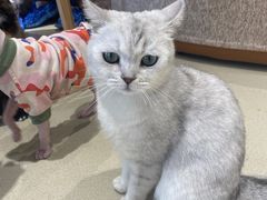 -藏猫猫咖啡主题馆(中央大道店)
