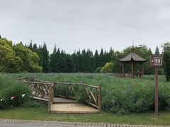 -上海滨江森林公园