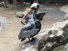 -新加坡飞禽公园