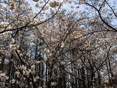 -上海共青森林公园