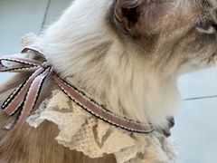 -怪兽屋·羊驼·猫咖·狗咖(俊华广场店)