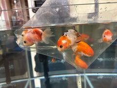 -宝鸡东道花鸟鱼虫市场(吉利花园商场店)