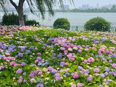 -金银湖国家城市湿地公园