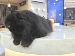 -喵园·猫主题咖啡厅·撸猫·猫咖(国贸店)