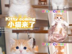 -小猫来了·猫舍(红山六九七九店)