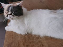 -平行世界·猫咖(首经贸店)