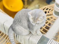 -Umiao与猫咖啡 猫咖