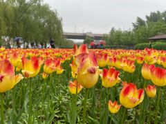 -长白岛森林公园