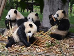 -成都大熊猫繁育研究基地