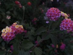 -桐乡凤凰湖