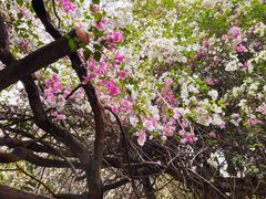 -深圳国际园林花卉博览园