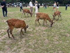 -奈良公园