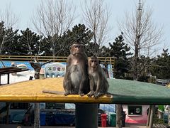 -西霞口神雕山野生动物世界