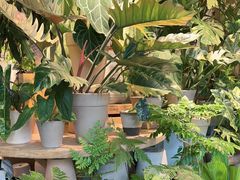 -自由生长植物工作室(深港花卉中心店)