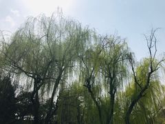 -西安青龙寺遗址景区