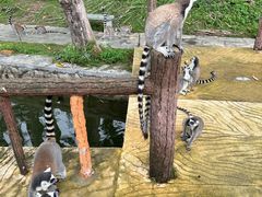 -深圳野生动物园