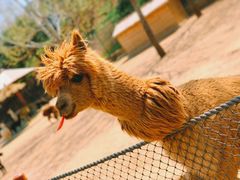 -大连森林动物园