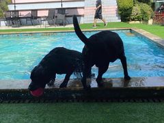 -汪说喵讲宠物乐园宠物酒店(红星美凯龙店)