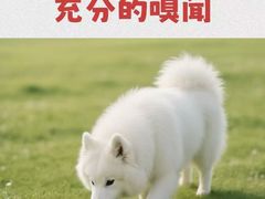 -瑞派天使宠物医院·神经外科·骨科·核磁CT(洛川中路店)