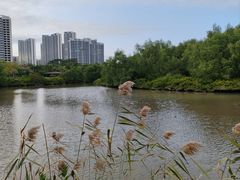 -大亚湾红树林城市湿地公园