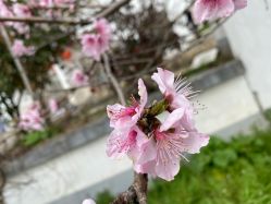 -凡碧诗毛孔收细