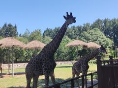 -北京野生动物园