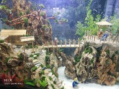 -山东柏宁水族批发广场