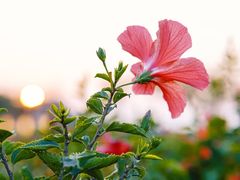 -香蜜公园